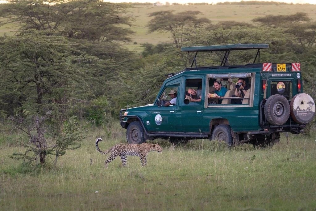 Guests photographing a leopard at dusk from the camp vehicle