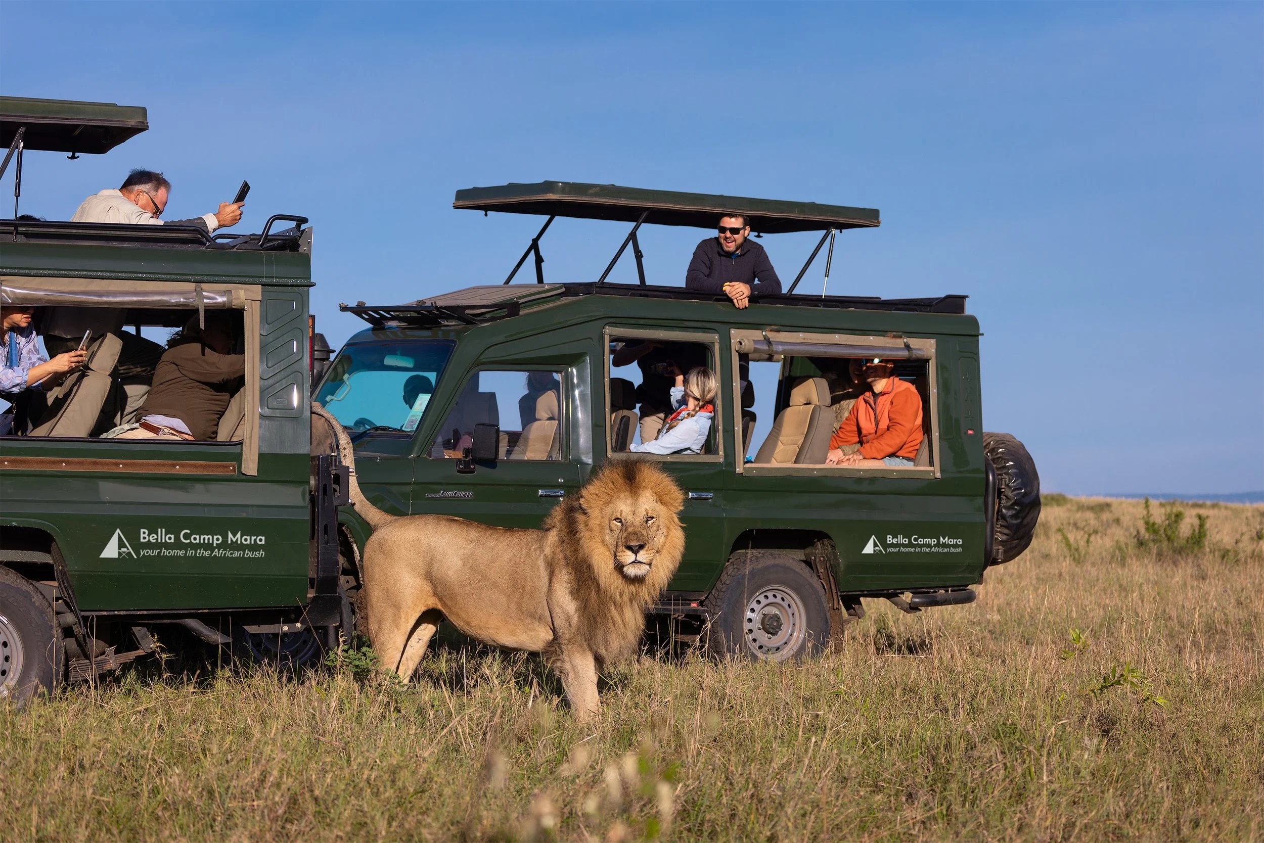 Lion walking between Enkoropil Mara Camp safari vehicles
