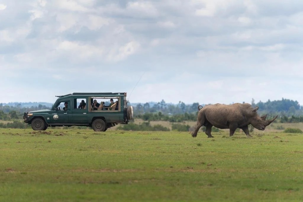 Enkoropil camp vehicle alongside a black rhino on the Mara plains