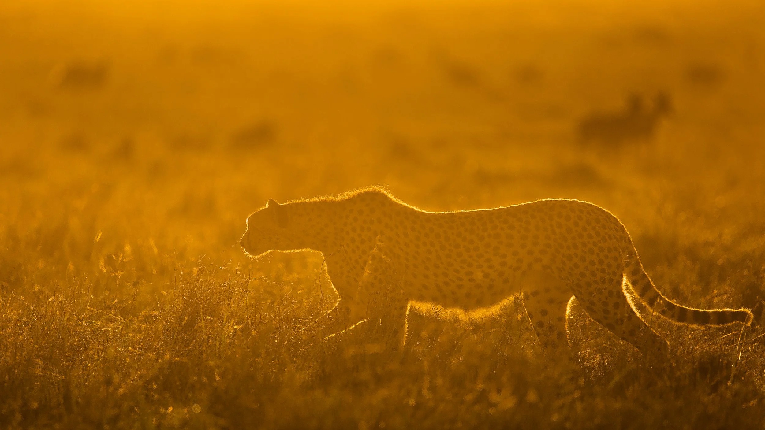 Cheetah surveying the open Maasai Mara plains at golden hour